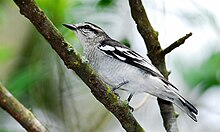 Male pied triller (Lalage nigra)