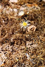 Miniatura para Carlina sicula