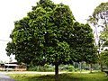 G. mangostana