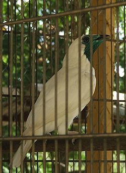 Etelänseppäkotinga (Procnias nudicollis)