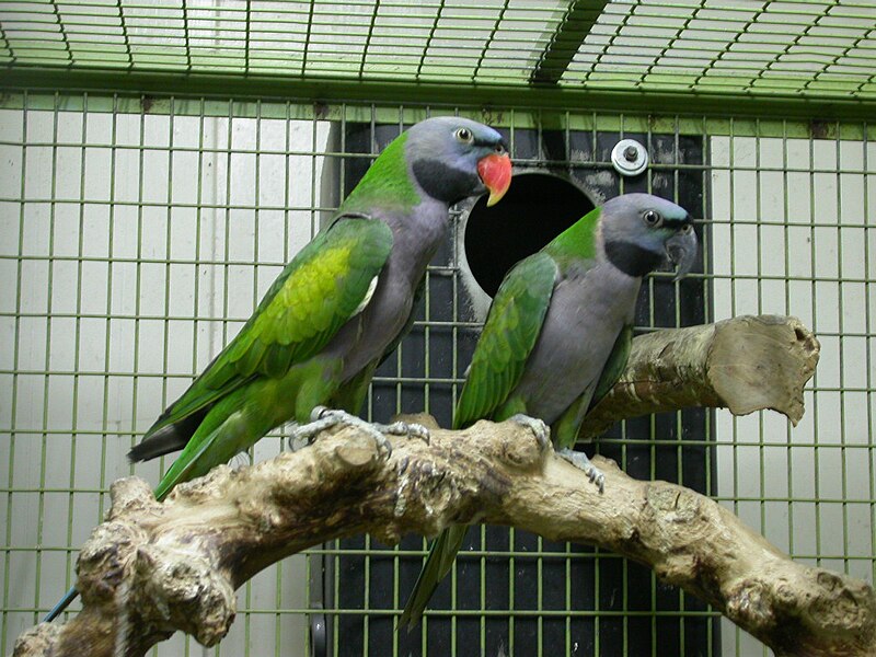 800px-Psittacula_derbiana_%28pair%29_-captive-8a.jpg