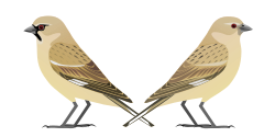 Pamirinlumivarpunen (Pyrgilauda theresae)