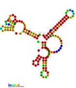 sraL Hfq binding RNA: Predicted secondary structure taken from the Rfam database. Family RF01408.