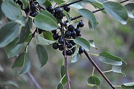 Rhamnus cathartica ou Nerprun purgatif