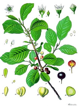 Paprastasis šaltekšnis (Frangula alnus)