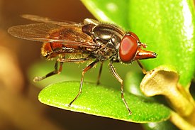 Rhingia campestris actual size 6.0–9.0 mm (1⁄4–3⁄8 in)