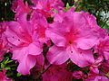 Rhododendron 'Concina'