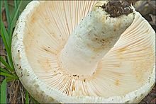 The underside of a mushroom cap, lying on the forest floor, showing white lines arranged radially around them central white stem; the lines are packed closely together, with little space between them
