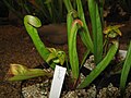 Sarracenia minor seedling