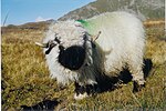 Miniatura para Nariz negra de Valais