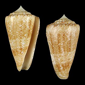 Concha de um Conus glorioceanus