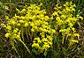 Zacht vetkruid (Sedum sexangulare)