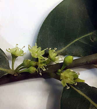 Detail of flowers