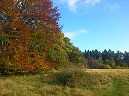 Skog vid Bidstrup