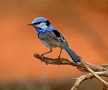 Splendid fairywren male cunnamulla.JPG