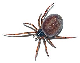 Самка Steatoda bipunctata