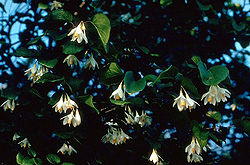 安息香屬下面嘅植物——蘇門答臘老溫