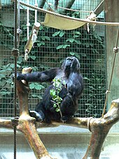 Gorilla at the Basel Zoo Suisse zoo (25).jpg