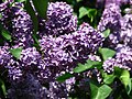 Syringa 'Cavour'