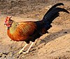 Thimindu 2009 09 04 Yala Sri Lanka Junglefowl 1.JPG