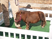 Un cheval brun miniature devant les pieds d'une personne.