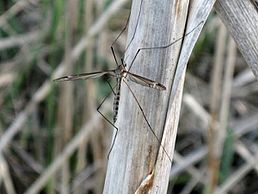 Tipula lateralis