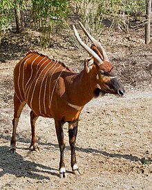 african bongo animal