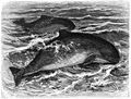 A drawing of a Harbour porpoise.