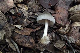 Volvariella caesiotincta, Сардинія, Італія