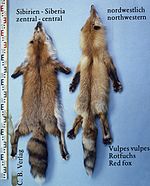 Vulpes vulpes (Sibiria & northwestern).jpg