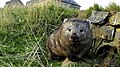 Wombat_from_Adelade