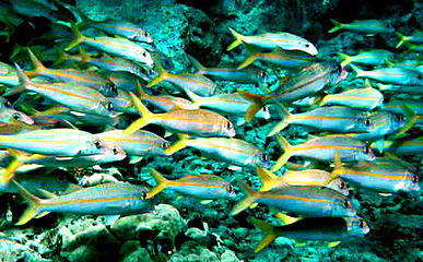 Yellowfin goatfish change their colouration so they can school with the blue-striped snapper.