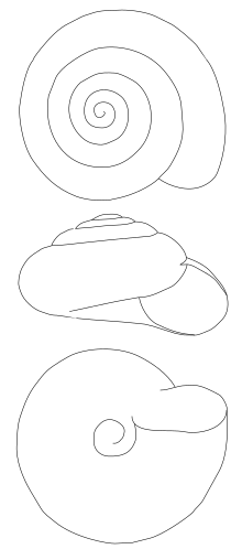 http://upload.wikimedia.org/wikipedia/commons/thumb/2/2c/Zonitoides_nitidus_drawing.svg/220px-Zonitoides_nitidus_drawing.svg.png