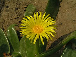 Glottiphyllum linguiforme