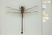 Type specimen, male, held at the Natural History Museum, London