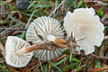 Violettlicher Schwindling Marasmius wynneae