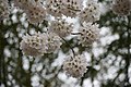 七箇にある桜　拡大