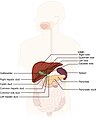 2. The pancreas as it lies in relation to the duodenum, liver, gall bladder, spleen. Unfortunately the intraperitoneal organs in this image seem to lie posteriorly, although in reality they lie anteriorly, and the stomach is not visible.