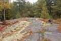 Lichens on Brown Mt