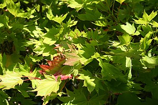 Acer shirasawanum 'Aureum' Foto: Jean-Pol Grandmont