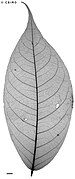 X-ray of leaf