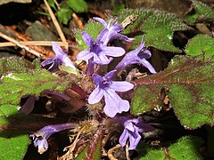 花は濃紫色の唇形で、花冠上唇は2裂して直立する。