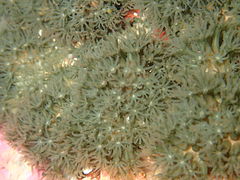 Olive soft coral