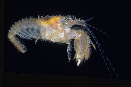 Alpheus villosus