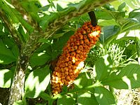 Amorphophallus konjac (фрукты) 01.JPG