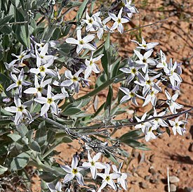 Amsonia tomentosa, опушённая форма