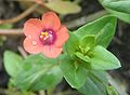 Rood guichelheil (Anagallis arvensis ssp. phoenicea). -commons-