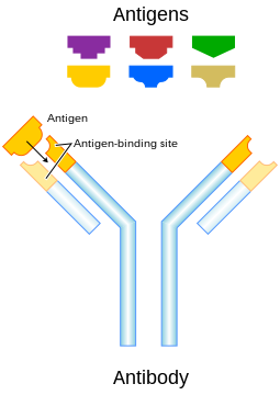 Each antibody binds to a specific antigen; an ...