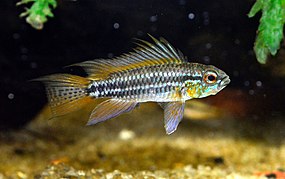 Apistogramma bitaeniata.jpg