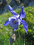 Kough damawynn an Alpow (Aquilegia alpina)